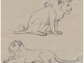 Lion_Sketches_by_Anisi.jpg